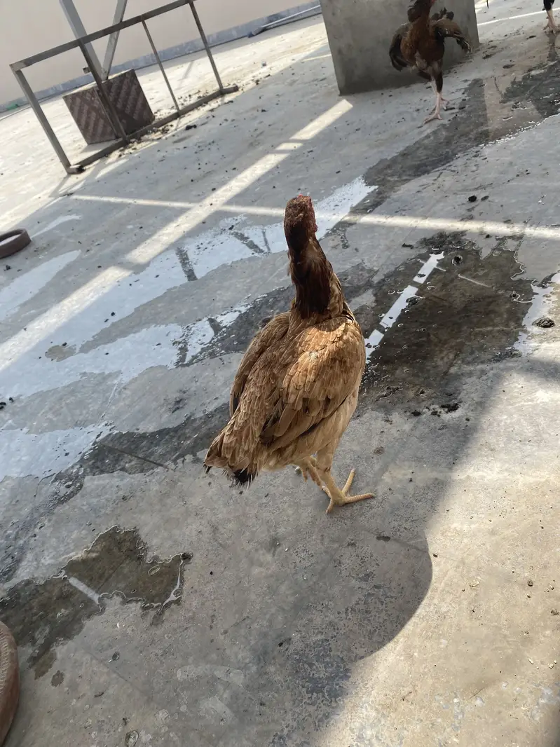 For urgent sale — photo 10