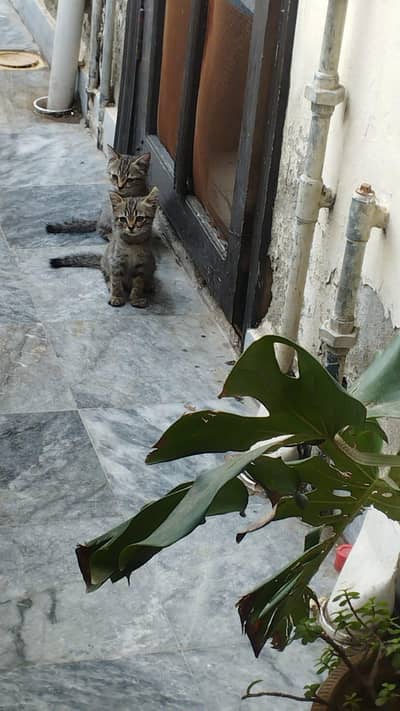 cats for sale