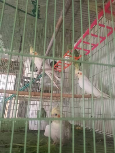 Cocktail Pair Breeder