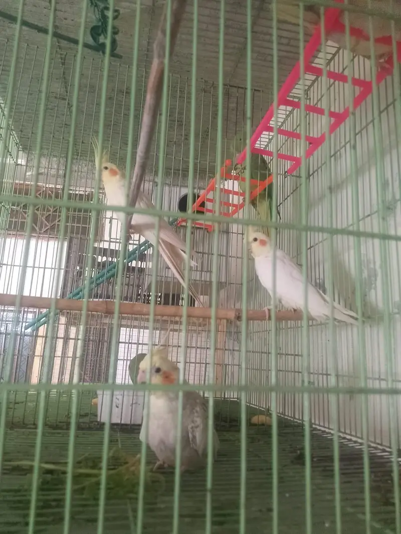 Cocktail Pair Breeder — photo 2