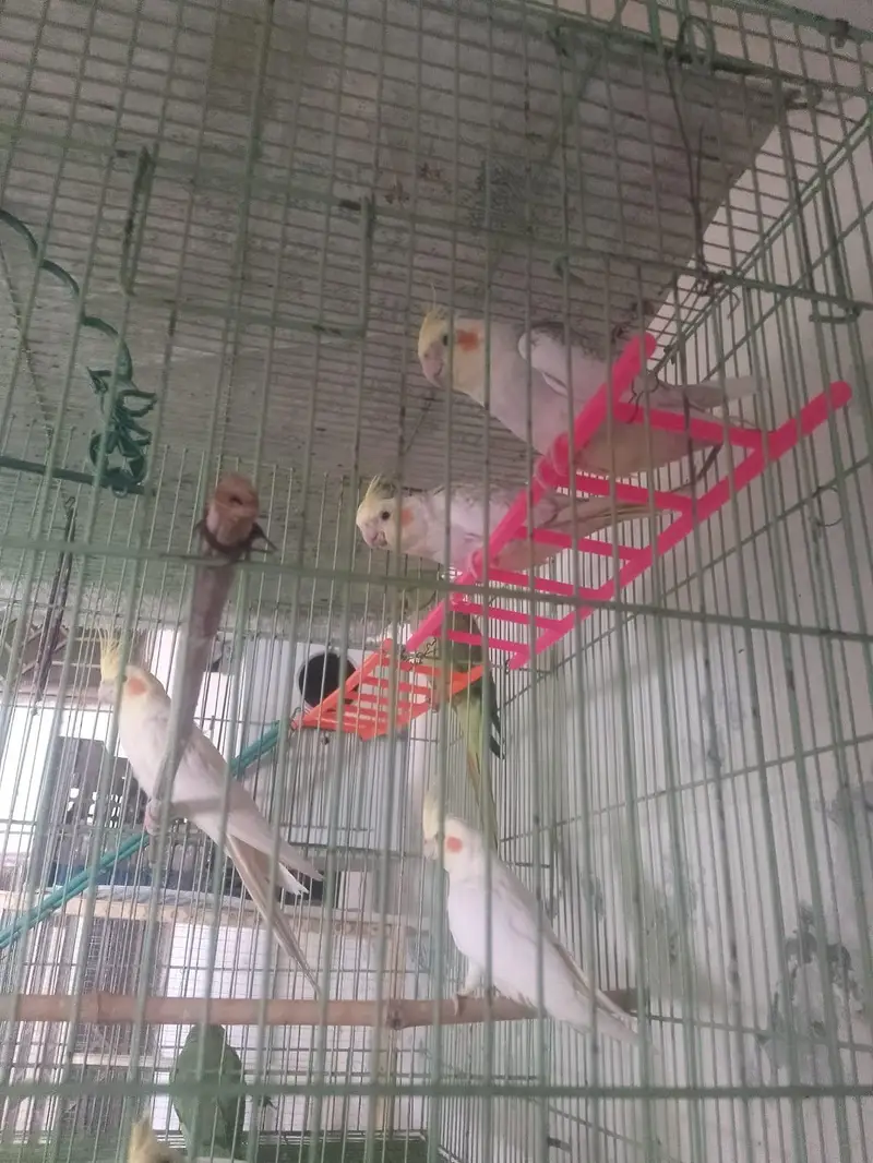 Cocktail Pair Breeder — photo 3