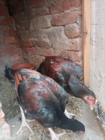 2 aseel,(10 months) 2 golden misri ( male and female)aseel hen with 5
