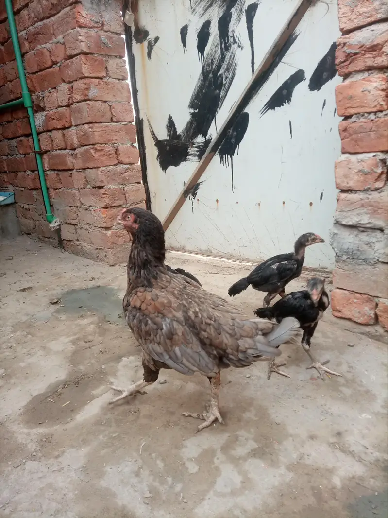 2 aseel,(10 months) 2 golden misri ( male and female)aseel hen with 5 — photo 2