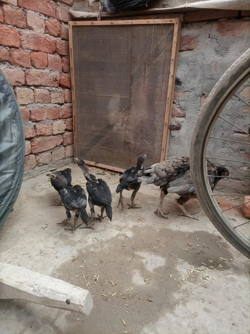 2 aseel,(10 months) 2 golden misri ( male and female)aseel hen with 5 — photo 3
