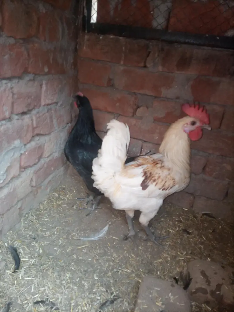 2 aseel,(10 months) 2 golden misri ( male and female)aseel hen with 5 — photo 4