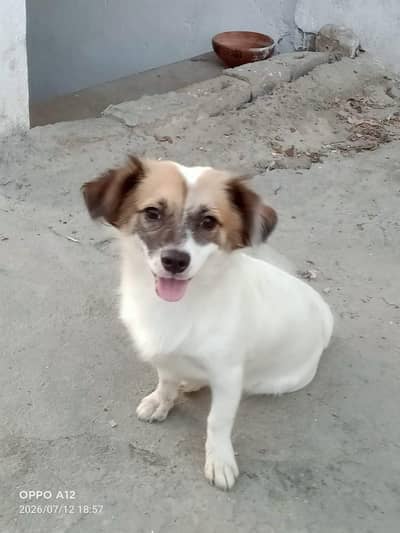 very cute and healthy Dog  