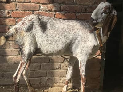 Female makkhi cheeni bakri and male baby available