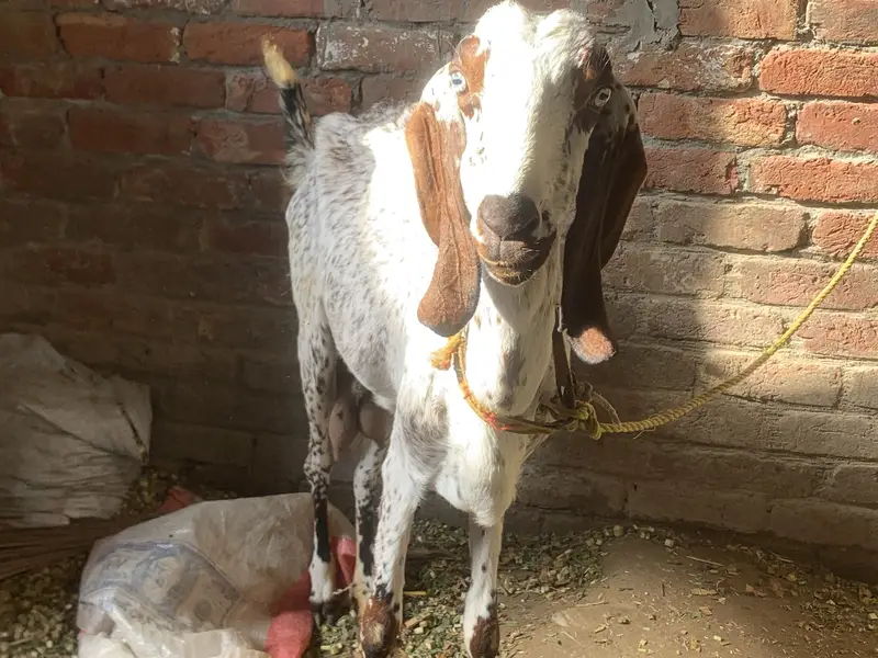 Female makkhi cheeni bakri and male baby available — photo 2