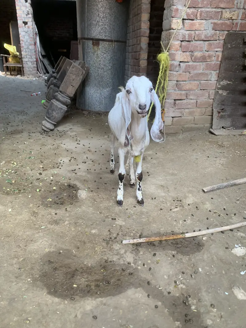 Female makkhi cheeni bakri and male baby available — photo 3