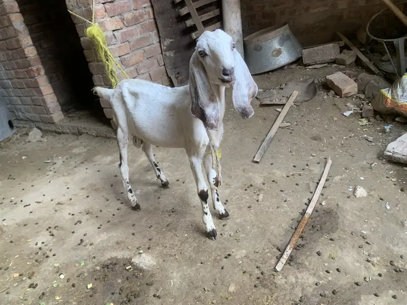 Female makkhi cheeni bakri and male baby available — photo 4