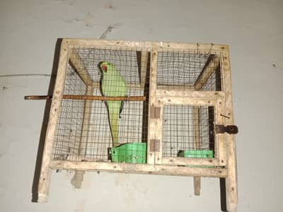 cage with parrot  for sale
