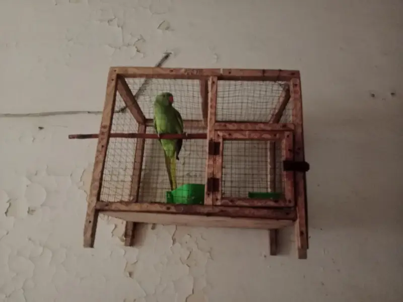 cage with parrot  for sale — photo 2