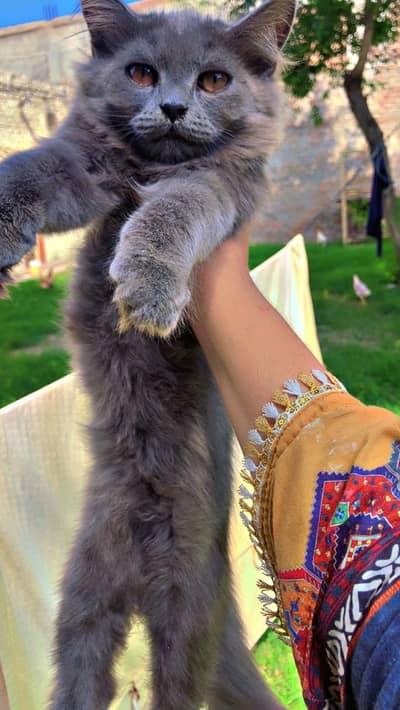Persian kitten|Tripple coated |Male kittens|double coated|