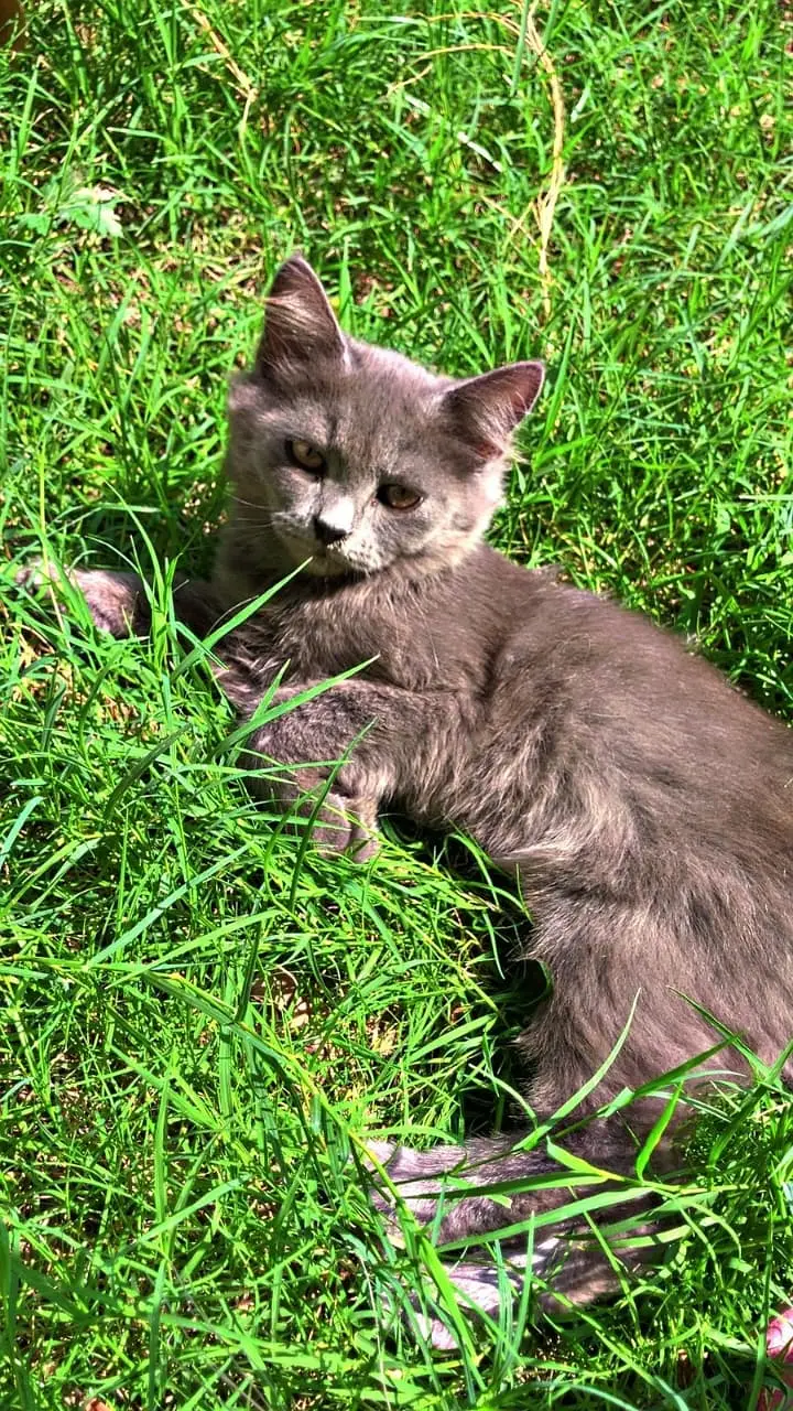 Persian kitten|Tripple coated |Male kittens|double coated| — photo 2