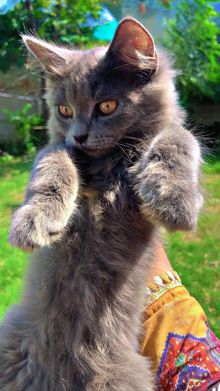 Persian kitten|Tripple coated |Male kittens|double coated| — photo 3