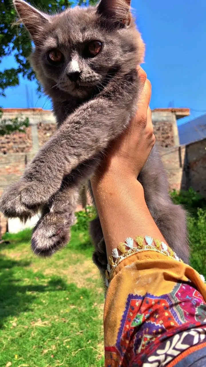 Persian kitten|Tripple coated |Male kittens|double coated| — photo 4