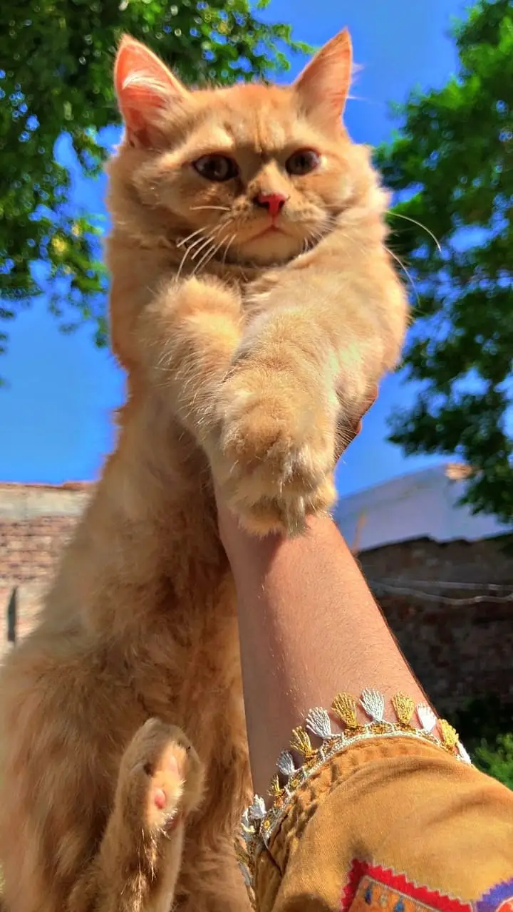 Persian kitten|Tripple coated |Male kittens|double coated| — photo 5