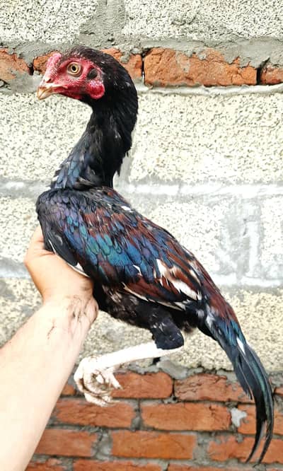 High quality mianwali breed