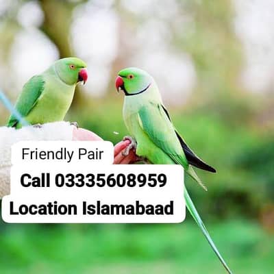 Pair Hand Tamed Full Friendly Green Ring Neck Parrots Male/Female