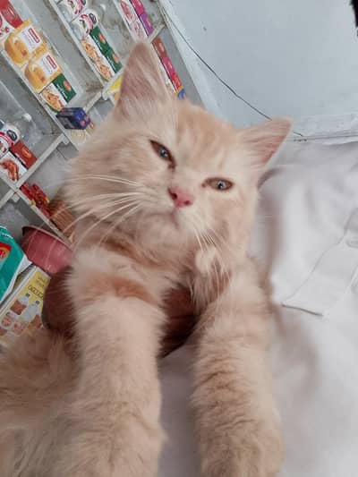 Persian cat triple coat with cage