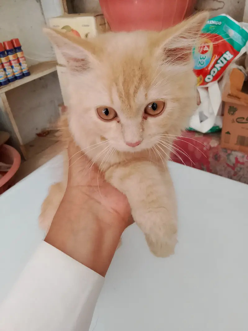 Persian cat triple coat with cage — photo 2