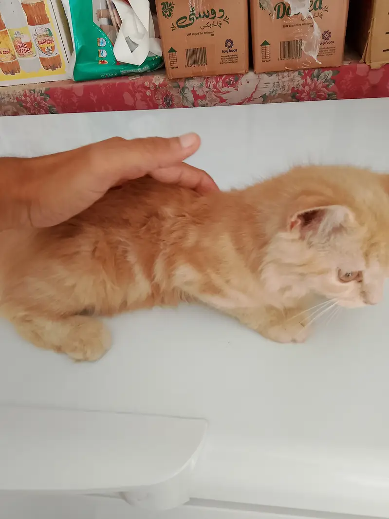 Persian cat triple coat with cage — photo 3