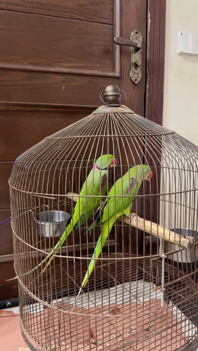 Raw perrot pair