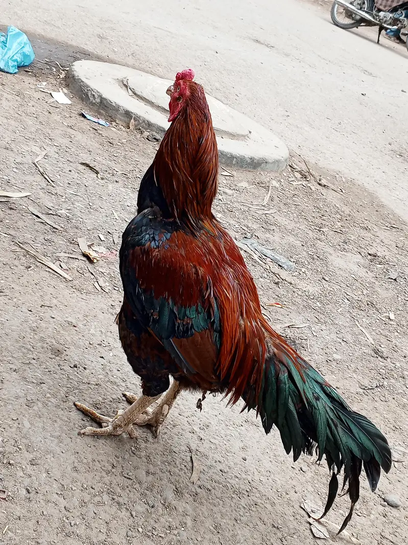 ASEEL SINDHI — photo 2