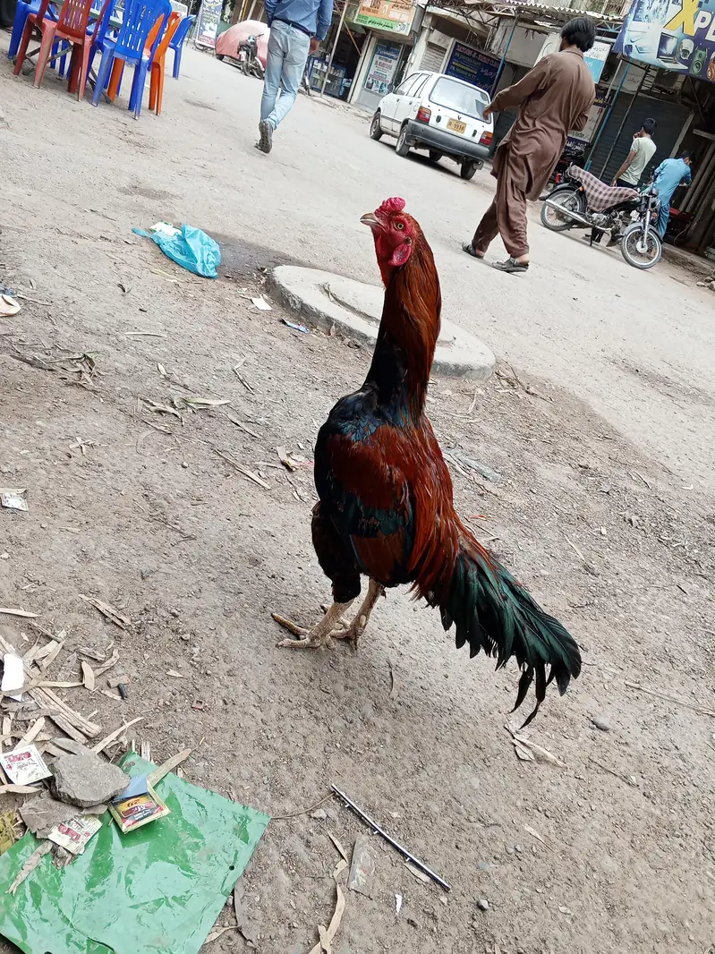 ASEEL SINDHI — photo 3