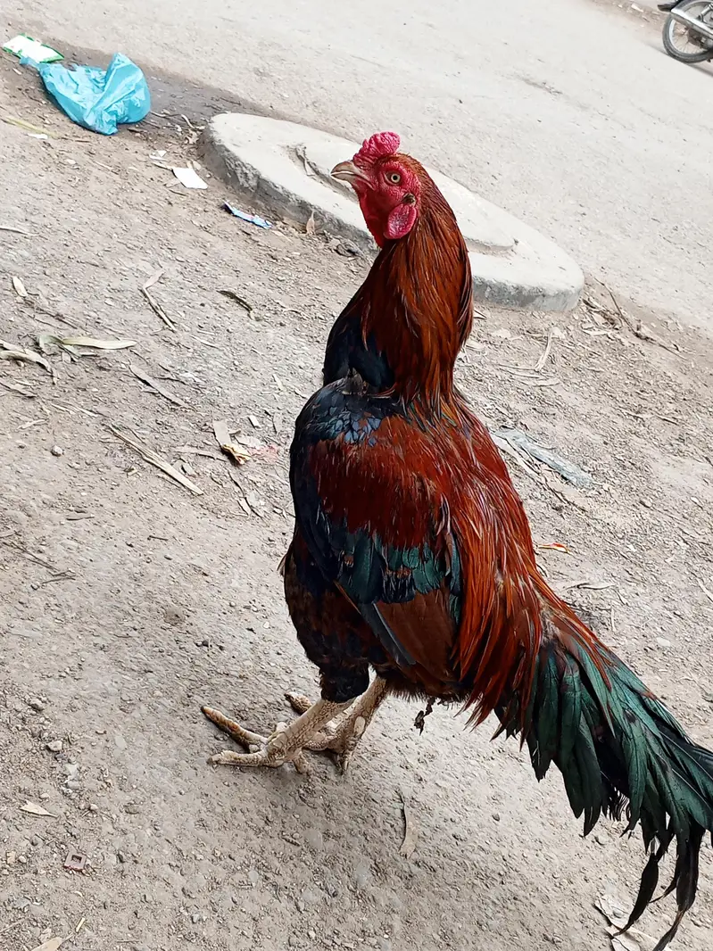 ASEEL SINDHI — photo 4