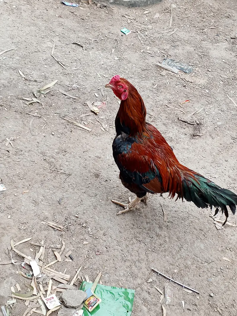 ASEEL SINDHI — photo 5