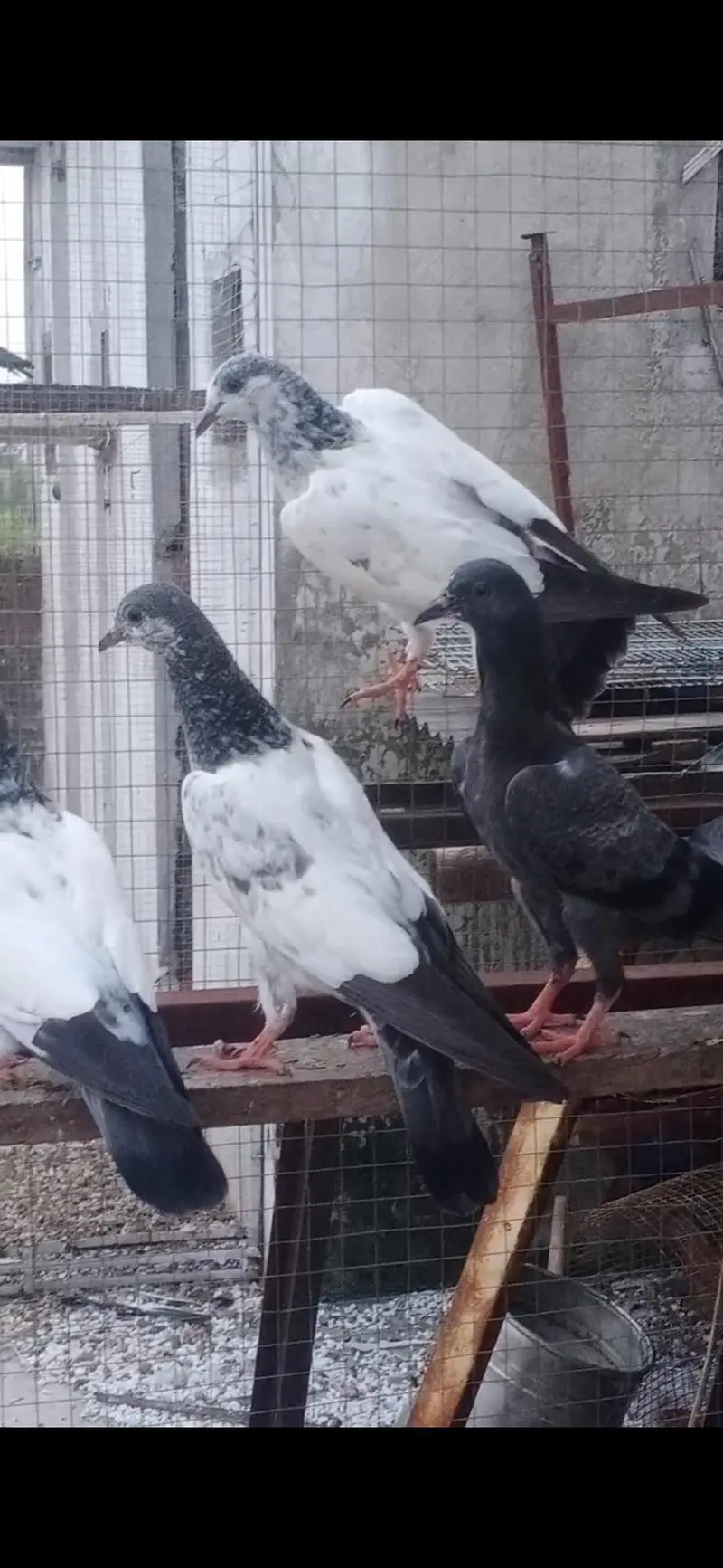 HighFlyer Baby Pegion — photo 2