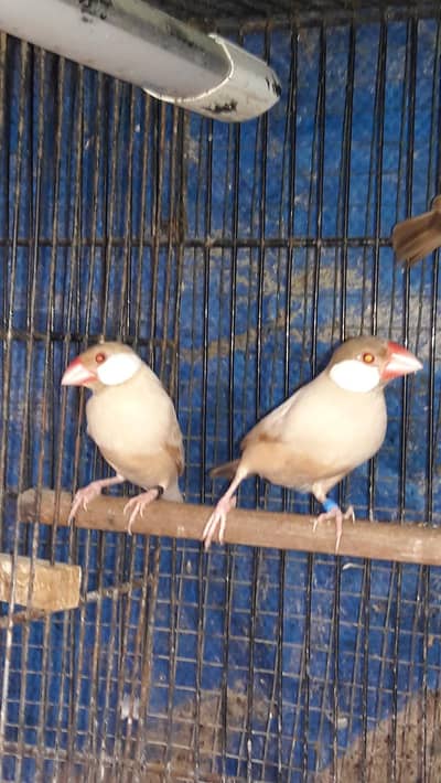 Java finches Fawn white and Gray