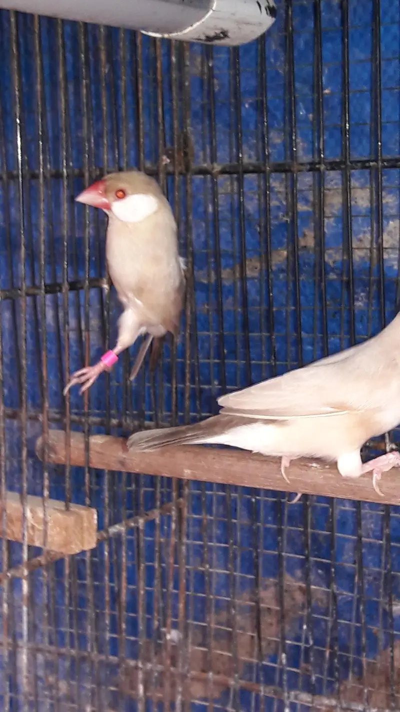 Java finches Fawn white and Gray — photo 2