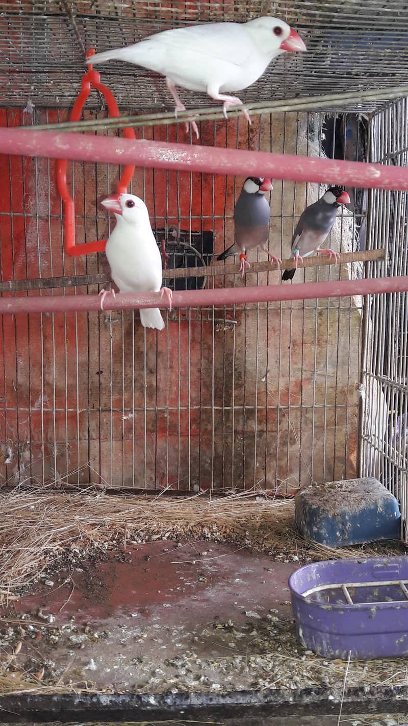 Java finches white and Gray 0