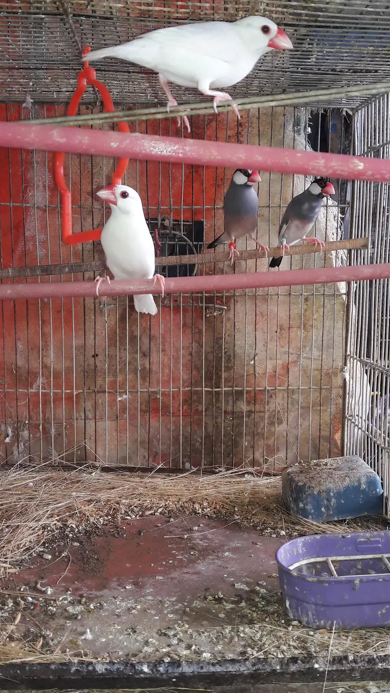 Java finches Fawn white and Gray — photo 3