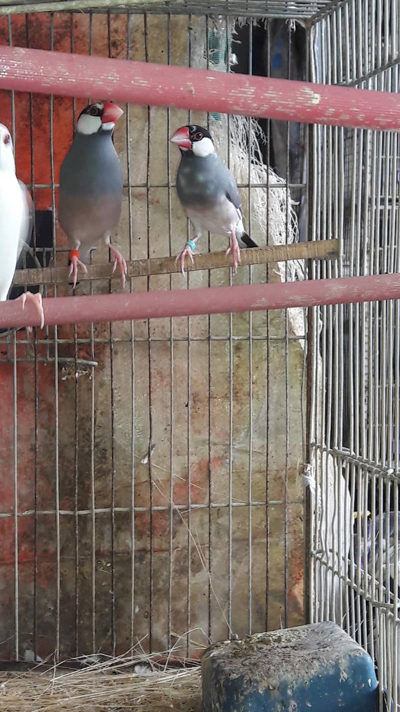 Java finches white and Gray 1