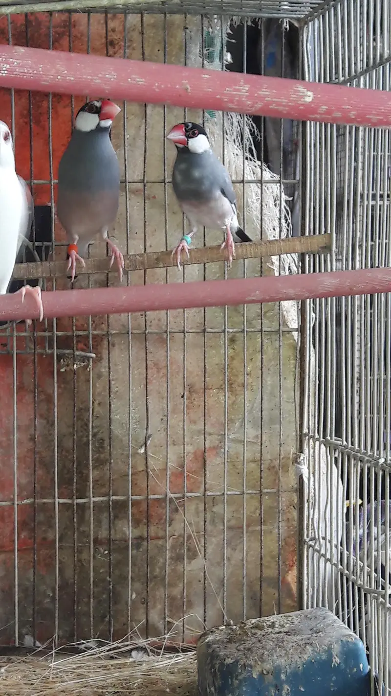 Java finches Fawn white and Gray — photo 4