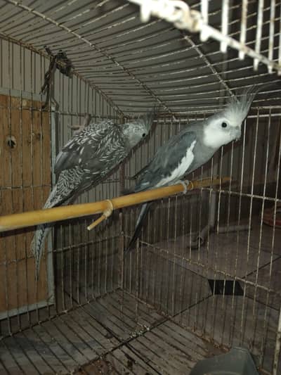 pour grey perrot