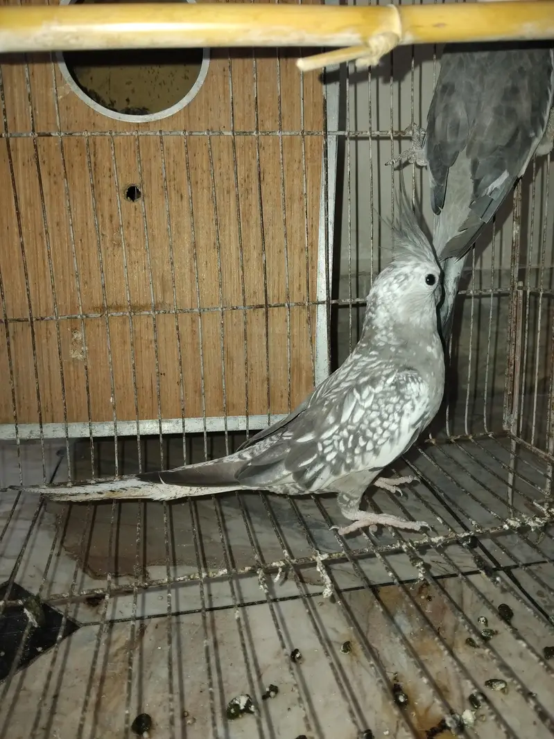 pour grey perrot — photo 2