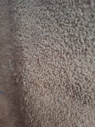 used carpet in brown color