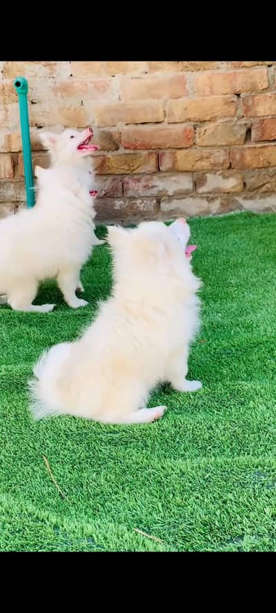 Russian dog for sale male or female my WhatsApp 317=14=11=573