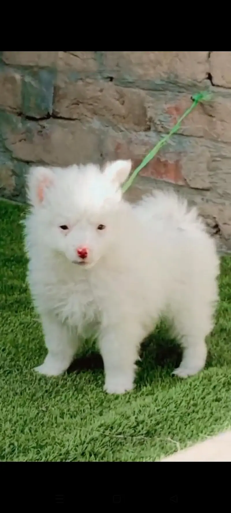 Russian dog for sale male or female my WhatsApp 317=14=11=573 — photo 2