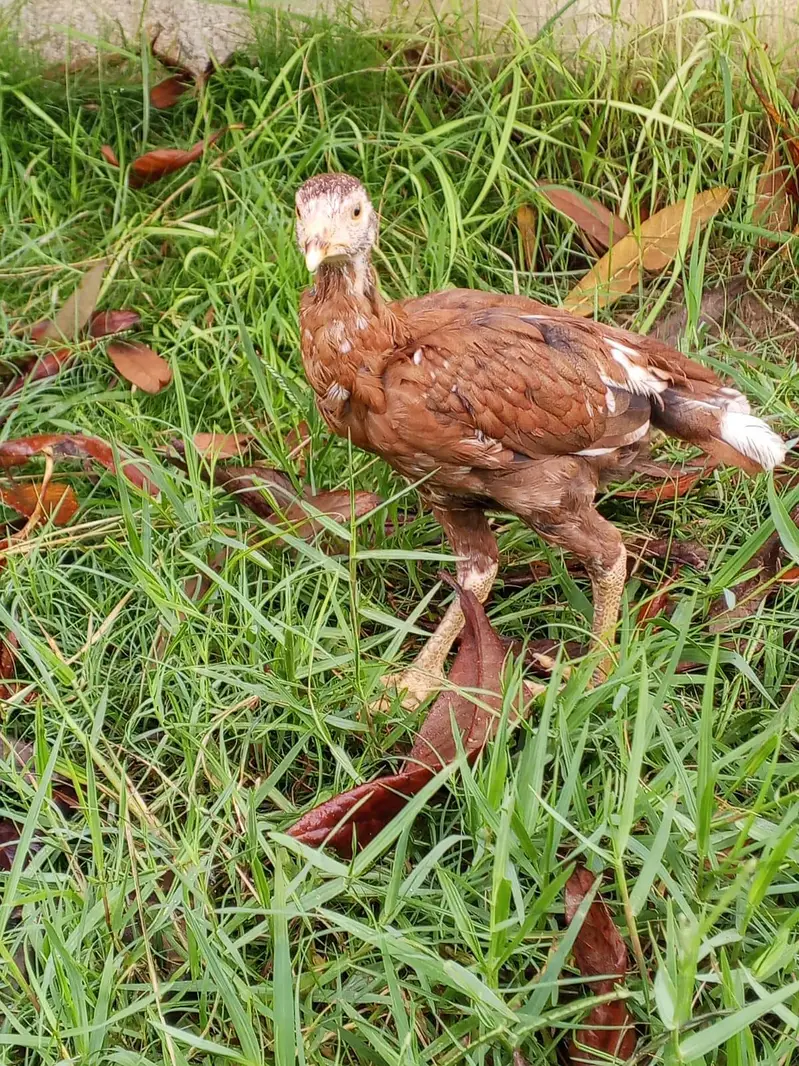 Aseel chick — photo 2