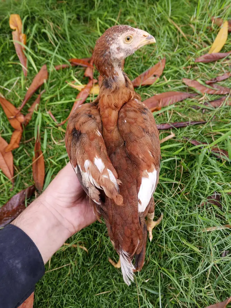 Aseel chick — photo 3