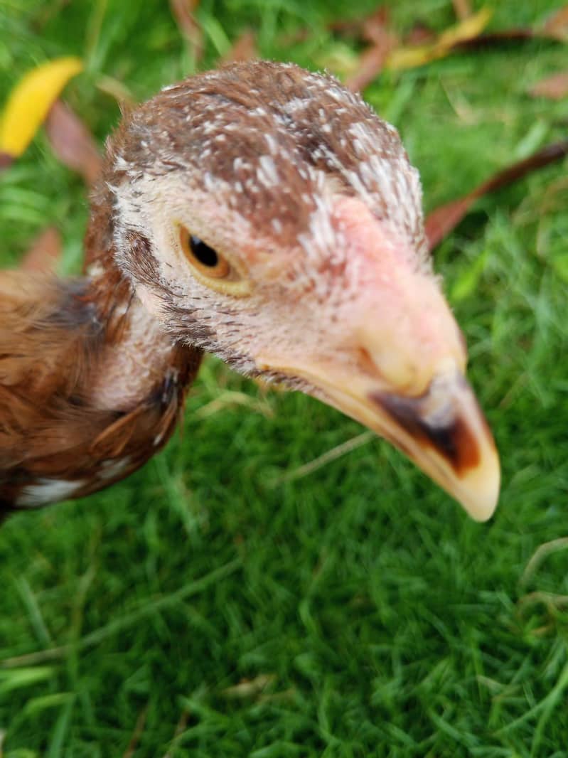 Aseel chick 6
