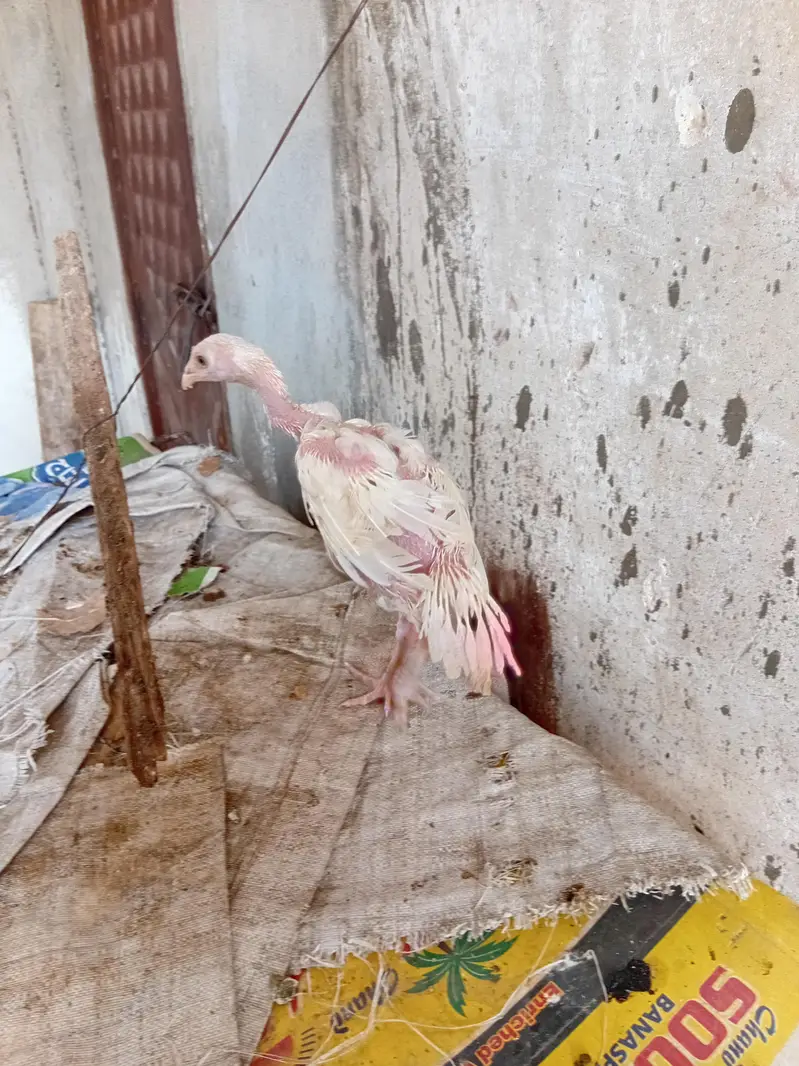 HEERA ASEEL CHICKS — photo 2