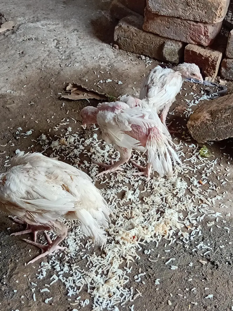 HEERA ASEEL CHICKS — photo 3
