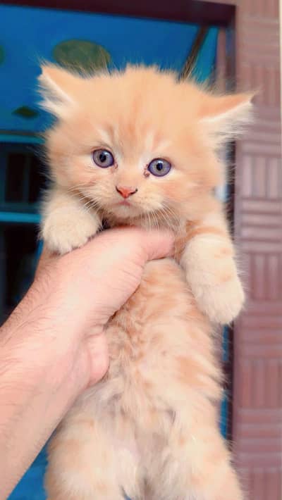 Pure Persian Punch/Doll Face Kitten | Active & Healthy