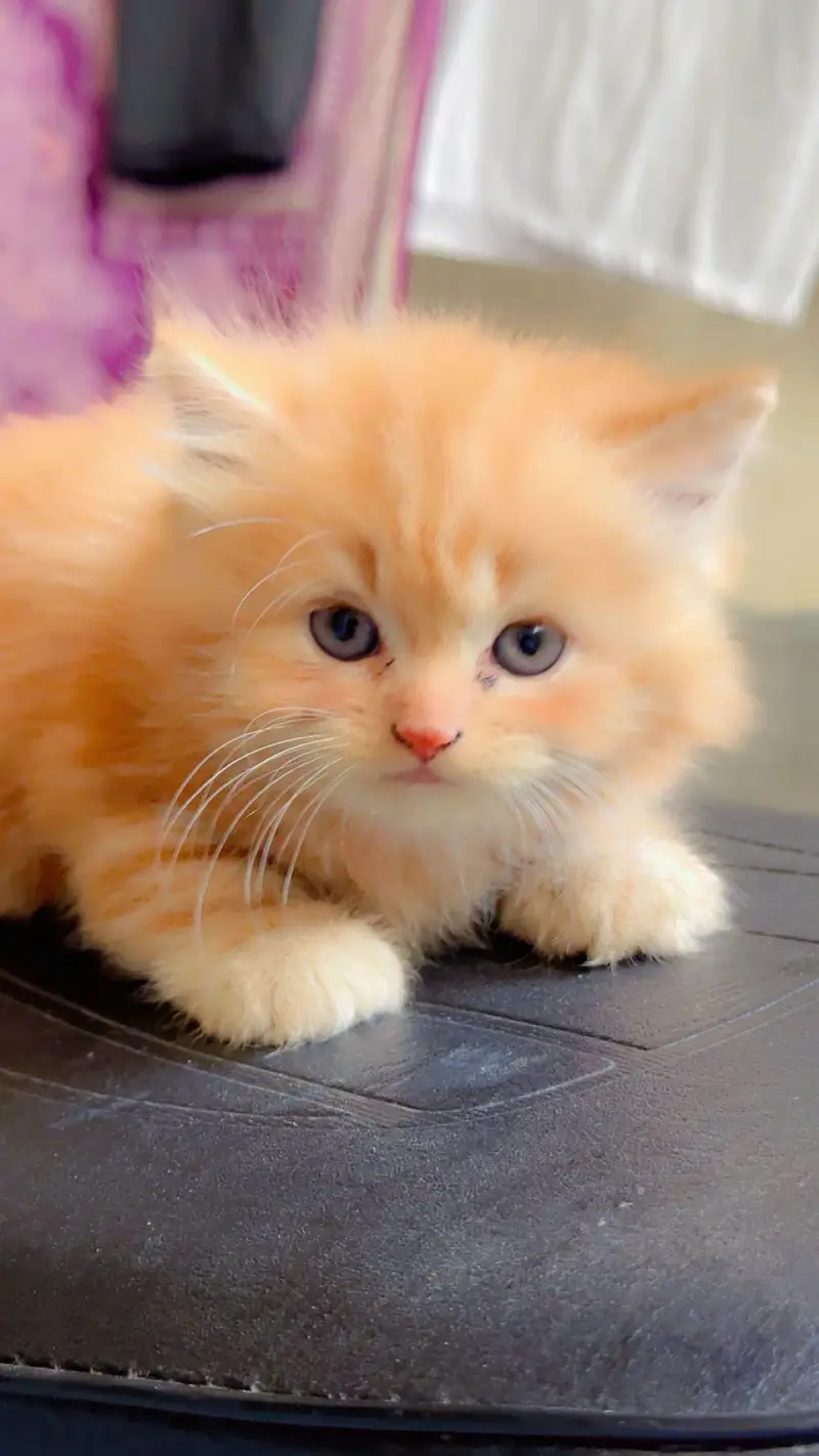 Pure Persian Punch/Doll Face Kitten | Active & Healthy — photo 2